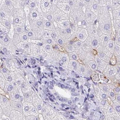 Immunohistochemistry: C4orf17 Antibody [NBP2-31819] - liver
