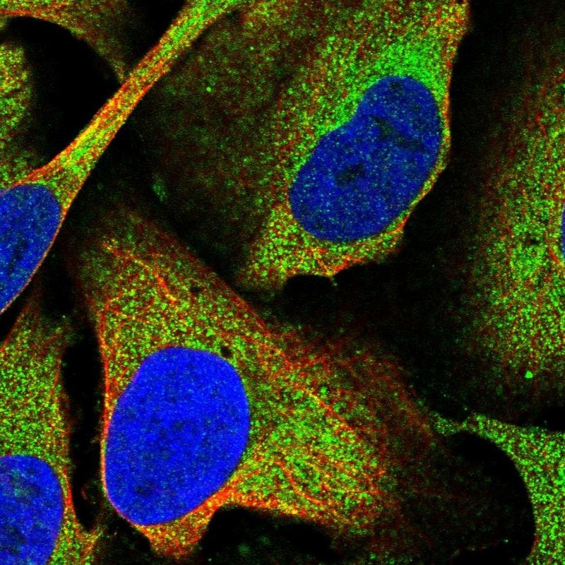 Immunocytochemistry/Immunofluorescence: Kaptin Antibody [NBP1-92034] - Staining of human cell line U-2 OS shows positivity in cytoplasm.