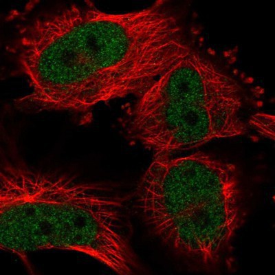 Immunocytochemistry/Immunofluorescence: NIRF Antibody [NBP1-92183] Staining of human cell line U-251 MG shows positivity in nucleus but not nucleoli.
