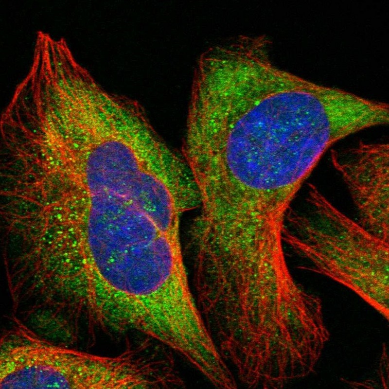 Immunocytochemistry/Immunofluorescence: PIB5PA Antibody [NBP1-92268] - Staining of human cell line U-2 OS shows positivity in nucleoli & cytoplasm.
