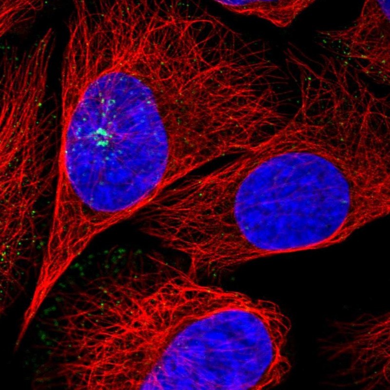 Immunocytochemistry/Immunofluorescence: SNX21 Antibody [NBP1-92419] - Staining of human cell line U-2 OS shows positivity in cytoplasm.