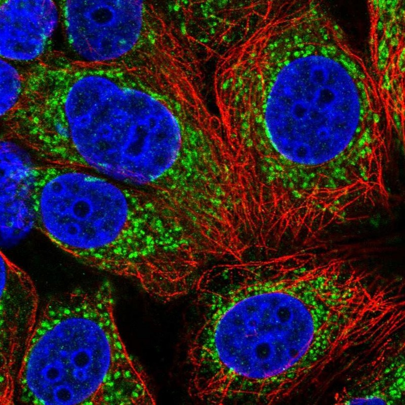 Immunocytochemistry/Immunofluorescence: UQCRQ Antibody [NBP1-92563] - Staining of human cell line MCF-7 shows positivity in mitochondria.