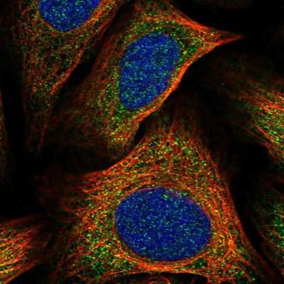 Immunocytochemistry/Immunofluorescence: FAM185A Antibody [NBP1-93478] - Staining of human cell line U-2 OS shows positivity in cytoplasm.