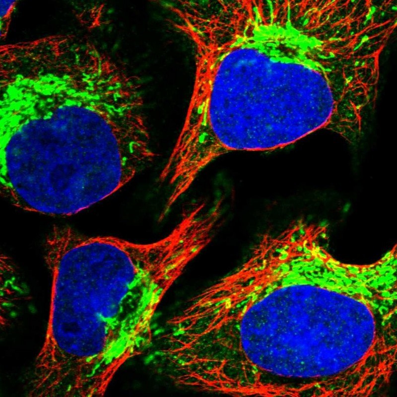 Immunocytochemistry/Immunofluorescence: KRTAP8-1 Antibody [NBP1-93663] - Staining of human cell line U-2 OS shows positivity in mitochondria.