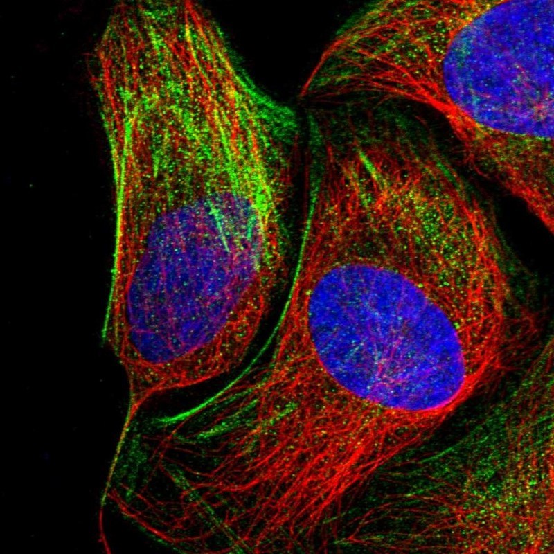 Immunocytochemistry/Immunofluorescence: TEKT5 Antibody [NBP1-93866] - Staining of human cell line U-2 OS shows positivity in cytoskeleton (actin filaments).