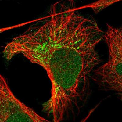 Immunocytochemistry/Immunofluorescence: SCAF1 Antibody [NBP1-94048] - Staining of human cell line U-2 OS shows positivity in nucleus, cytoplasm & mitochondria.