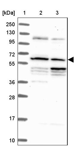 Western Blot: C10orf68 Antibody [NBP1-94025] - Lane 1: Marker [kDa] 250, 130, 95, 72, 55, 36, 28, 17, 10<br/>Lane 2: Human cell line RT-4<br/>Lane 3: Human cell line U-251MG sp