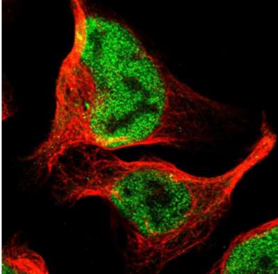 Immunocytochemistry/Immunofluorescence: HBP1 Antibody [NBP2-30479] - Immunofluorescent staining of human cell line U-2 OS shows positivity in nucleus but not nucleoli. Antibody staining is shown in green.
