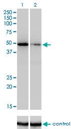 Western Blot: ZNF207 Antibody (1A2) [H00007756-M09] - ZNF207 over-expressed 293 cell line, cotransfected with ZNF207 Validated Chimera RNAi or non-transfected control. Blot probed with H00007756-M09. GAPDH (36.1 kDa) used as loading control.