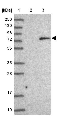 Western Blot: C1orf94 Antibody [NBP1-91724] - Lane 1: Marker [kDa] 250, 130, 95, 72, 55, 36, 28, 17, 10<br/>Lane 2: Human cell line RT-4<br/>Lane 3: Human cell line U-251MG sp