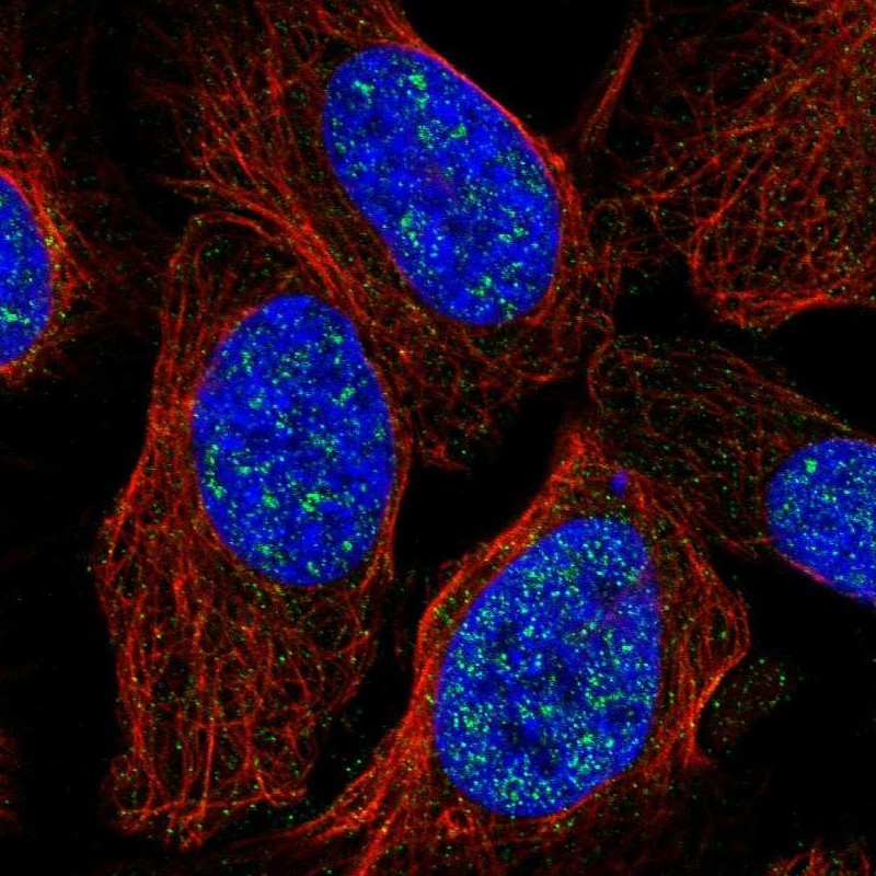 Immunocytochemistry/Immunofluorescence: Embigin homolog Antibody [NBP1-91869] - Staining of human cell line U-2 OS shows positivity in nucleus but not nucleoli.