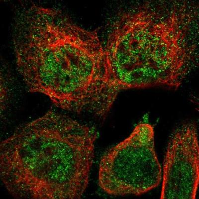 Immunocytochemistry/Immunofluorescence: MORN5 Antibody [NBP1-91230] - Staining of human cell line A-431 shows positivity in nucleus but not nucleoli & cytoplasm.