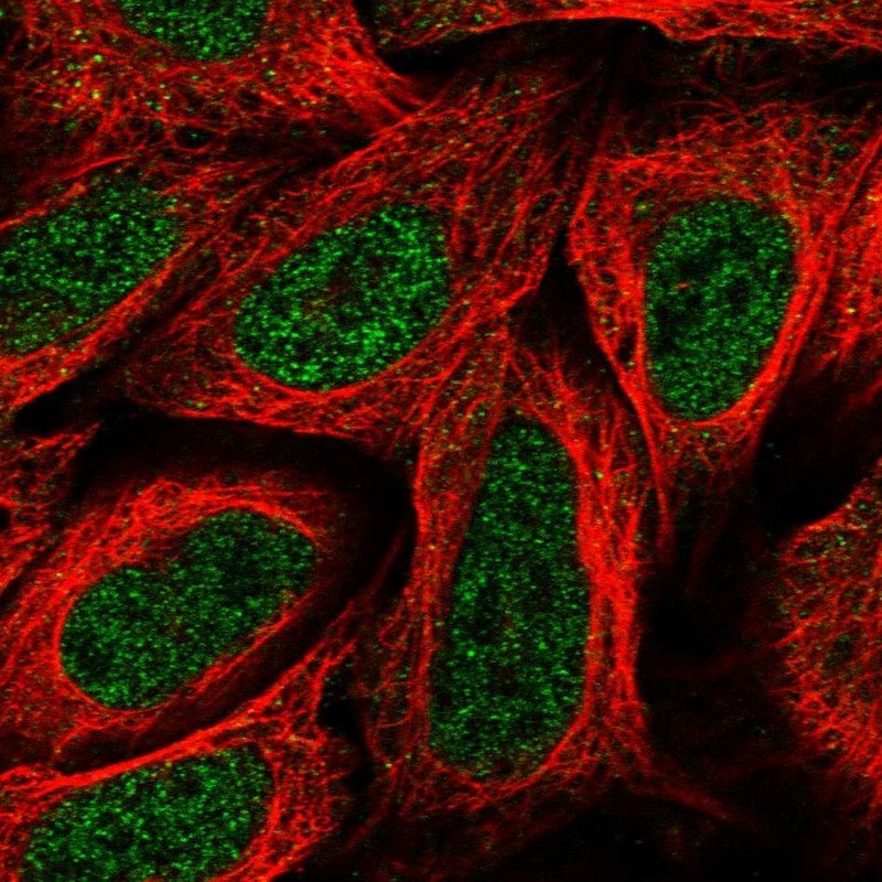 Immunocytochemistry/Immunofluorescence: SNED1 Antibody [NBP1-92415] - Staining of human cell line U-2 OS shows positivity in nucleus but not nucleoli.