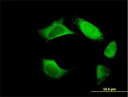 Immunocytochemistry/Immunofluorescence: URP2 Antibody [H00083706-B01P] - Immunofluorescence of purified MaxPab antibody to URP2 on HeLa cell. [antibody concentration 10 ug/ml]