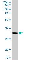 Western Blot: C21orf59 Antibody [H00056683-B01] - C21orf59 MaxPab polyclonal antibody. Western Blot analysis of C21orf59 expression in K-562.