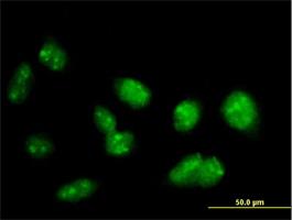 Immunocytochemistry/Immunofluorescence: PRDM15 Antibody [H00063977-B01P] - Immunofluorescence of purified MaxPab antibody to PRDM15 on HeLa cell. [antibody concentration 10 ug/ml]