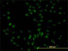Immunocytochemistry/Immunofluorescence: NOP56 Antibody [H00010528-B01P] - Immunofluorescence of purified MaxPab antibody to NOL5A on HeLa cell.