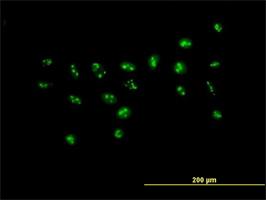 Immunocytochemistry/Immunofluorescence: PWP2H Antibody [H00005822-B01] - Purified MaxPab antibody to PWP2H ( Cat# H00005822-B01 ) on HeLa cell . [antibody concentration 10 ug/ml]