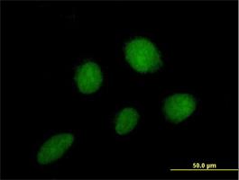 Immunocytochemistry/Immunofluorescence: ZNF2 Antibody [H00007549-B01] - Immunofluorescence of purified MaxPab antibody to ZNF2 on HeLa cell. [antibody concentration 10 ug/ml]