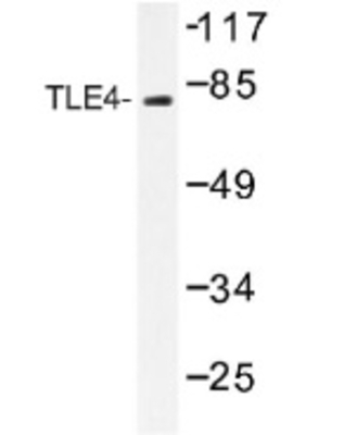 Western Blot: TLE4 Antibody [NB100-92363] - Western blot (WB) analysis of TLE4 (H190) antibody  in extracts from Jurkat cells.