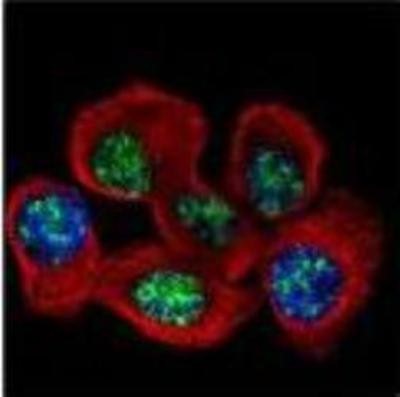 Immunocytochemistry/Immunofluorescence: SFRS9 Antibody [NBP1-31904] - Paraformaldehyde-fixed A431, using SFRS9 antibody (Green) at 1:500 dilution. Alpha-tubulin filaments were labeled with Red at 1:2000.