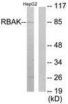 Western Blot: RB associated KRAB repressor Antibody [NBP1-55740] - Analysis of extracts from HepG2 cells, using RB associated KRAB repressor Antibody. The lane on the right is treated with the synthesized peptide.