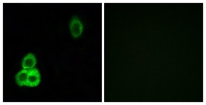 Immunocytochemistry/Immunofluorescence: CELSR1 Antibody [NBP1-66451] - Analysis of HepG2 cells, using CELSR1 Antibody. The picture on the right is treated with the synthesized peptide.