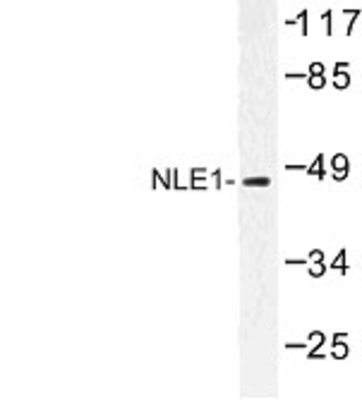 Western Blot: NLE1 Antibody [NBP1-00951] - Western blot (WB) analysis of NLE1 (Y333) antibody in extracts from COS cells.