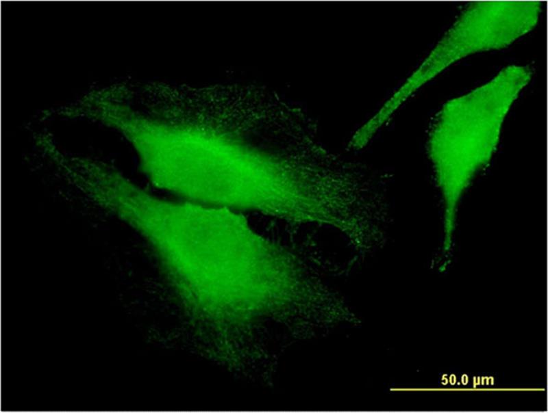 Immunocytochemistry/Immunofluorescence: FARP1 Antibody (2D4) [H00010160-M01] - ICC-IF validation of FARP1 monoclonal antibody (clone 2D4) on HeLa cell using it at 10 ug/ml concentration.