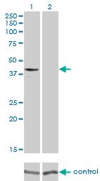 Western Blot: GPR175 Antibody (6D7) [H00131601-M01] - Western blot analysis of GPR175 over-expressed 293 cell line, cotransfected with GPR175 Validated Chimera RNAi or non-transfected control. Blot probed with H00131601-M01. GAPDH (36.1 kDa) used as loading control.