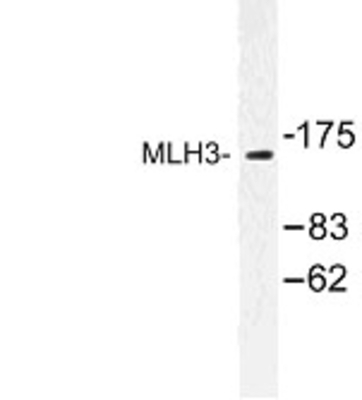 Western Blot: MLH3 Antibody [NBP1-00927] - Western blot (WB) analysis of MLH3 (R546) antibody in extracts from K562 cells