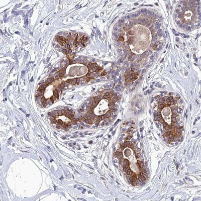 Immunohistochemistry: C16orf73 Antibody [NBP2-14385] - Staining of human breast shows strong cytoplasmic and membranous positivity in glandular cells.