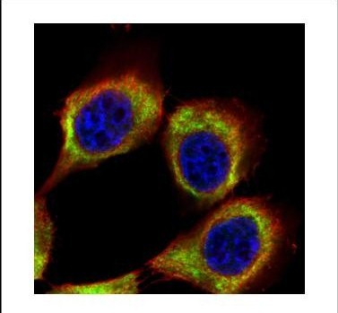 Immunocytochemistry/Immunofluorescence: PATJ Antibody [NBP2-19706] - Confocal immunofluorescence analysis of methanol-fixed A431, using PATJ antibody (Green) at 1:500 dilution. Alpha-tubulin filaments are labeled with Alpha-tubulin antibody (Red) at 1:2000.