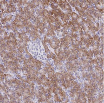 Immunohistochemistry: C19orf55 Antibody [NBP2-30731] - Immunohistochemical staining of human pancreas shows moderate cytoplasmic positivity in exocrine glandular cells.