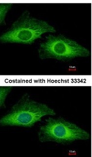 Immunocytochemistry/Immunofluorescence: PDCD5 Antibody [NBP2-19740] - Analysis of methanol-fixed HeLa, using antibody at 1:500 dilution.