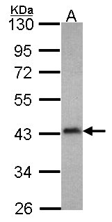 Western Blot: Coronin-2B Antibody [NBP1-31040] - Sample (30 ug of whole cell lysate) A: Hela 10% SDS PAGE Coronin 2B antibody GTX106391 diluted at 1:500.