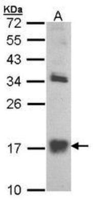 Western Blot: RPS9 Antibody [NBP1-33069] - Western blot analysis of RPS9 0n 293T lysates using NBP1-33069.