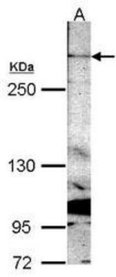 Western Blot: REV3L Antibody [NBP1-31534] - Western Blot analysis of NBP1-31534 on NIH-3T3, with 5% SDS PAGE, diluted at 1:1000.