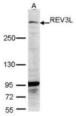 Western Blot: REV3L Antibody [NBP1-31534] - Western blot analysis of NBP1-31534 on 293T, with 5% SDS PAGE, diluted at 1:1000.