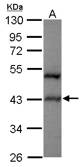 Western Blot: Host cell factor C2 Antibody [NBP2-16872] - Sample (30 ug of whole cell lysate) A: HepG2 10% SDS PAGE gel, diluted at 1:1000.