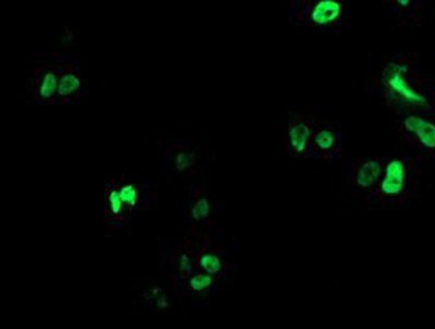 Immunocytochemistry/Immunofluorescence: RUNX1T1/ETO Antibody (1H1) [NBP2-02023] Staining of COS7 cells transiently transfected by pCMV6-ENTRY RUNX1T1/ETO.