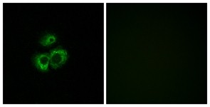 Immunocytochemistry/Immunofluorescence: OR52D1 Antibody [NBP1-71152] - Analysis of MCF7 cells, using OR52D1 Antibody. The picture on the right is treated with the synthesized peptide.