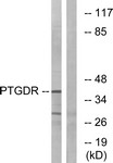 Western Blot: Prostaglandin D2 Receptor Antibody [NBP1-71366] - Analysis of extracts from HepG2 cells, using Prostaglandin D2 Receptor Antibody. The lane on the right is treated with the synthesized peptide.