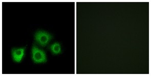 Immunocytochemistry/Immunofluorescence: OR5M1 Antibody [NBP1-71359] - Analysis of MCF7 cells, using OR5M1 Antibody. The picture on the right is treated with the synthesized peptide.