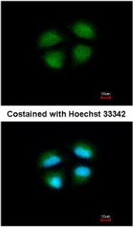 Immunocytochemistry/Immunofluorescence: MED4 Antibody [NBP1-33671] - Paraformaldehyde-fixed A549, using antibody at 1:500 dilution.