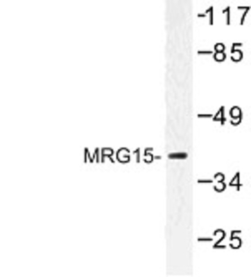 Western Blot: MRG15 Antibody [NBP1-00933] - Western blot (WB) analysis of MRG15 (R56) antibody in extracts from mouse mouse kidney.