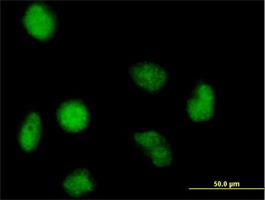 Immunocytochemistry/Immunofluorescence: FAM50A Antibody [H00009130-B01] - Immunofluorescence of purified MaxPab antibody to FAM50A on HeLa cell. [antibody concentration 10 ug/ml]