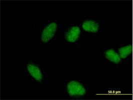 Immunocytochemistry/Immunofluorescence: FHL3 Antibody [H00002275-B02] - Immunofluorescence of purified MaxPab antibody to FHL3 on HeLa cell. [antibody concentration 10 ug/ml]