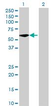 Western Blot: pre-mRNA cleavage factor I (59 kDa subunit) Antibody [H00079869-B01] - analysis of FLJ12529 expression in transfected 293T cell line by FLJ12529 MaxPab polyclonal antibody (B01). Lane 1: FLJ12529 transfected lysate (52.00 KDa). Lane 2: Non-transfected lysate.