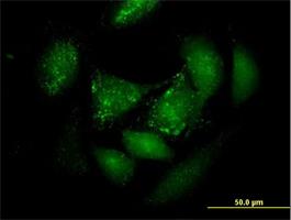 Immunocytochemistry/Immunofluorescence: PER3 Antibody [H00008863-B01P] - Immunofluorescence of purified MaxPab antibody to PER3 on HeLa cell. [antibody concentration 10 ug/ml]